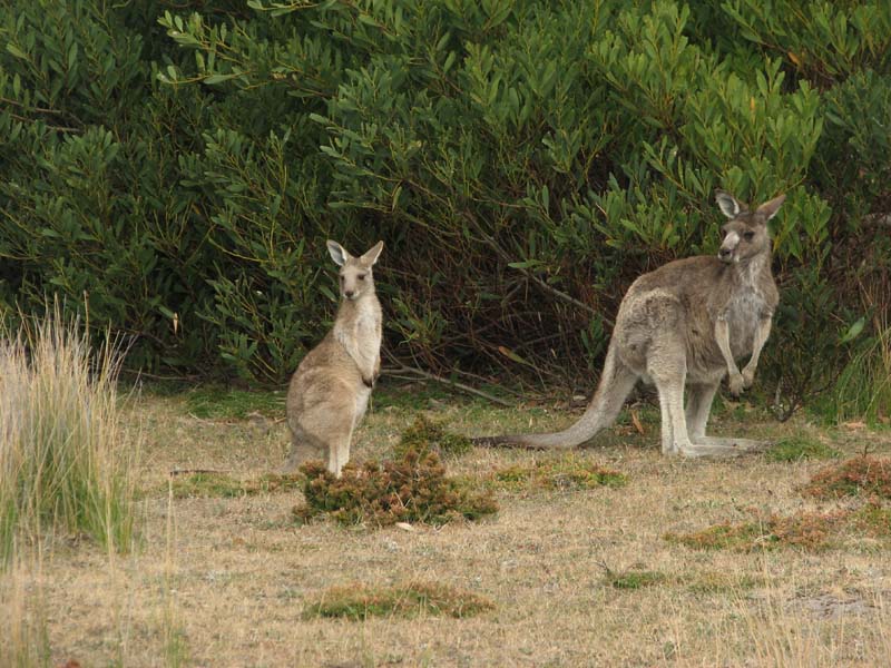 Female Kangaroo with Youngster